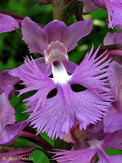 {Platanthera grandiflora}